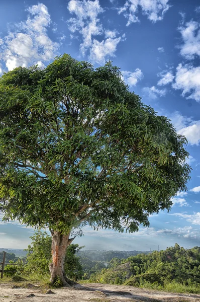 Big tree against blue sky — Stock Photo, Image