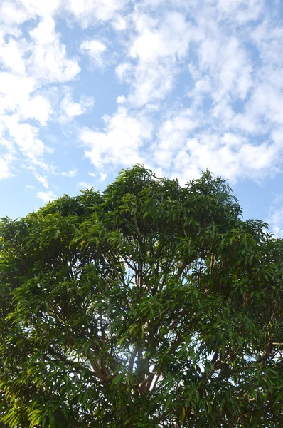 Árvore grande contra o céu azul — Fotografia de Stock