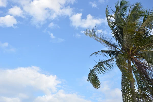 Cocotero agaísta cielo azul — Foto de Stock