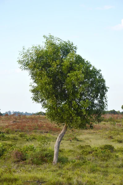 Wielkie drzewo przeciw błękitne niebo — Zdjęcie stockowe