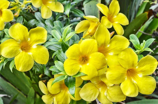 Kwiat żółty trąbka — Zdjęcie stockowe