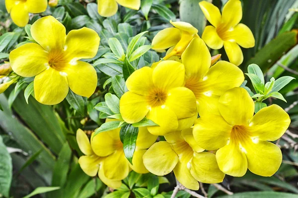 Flor de trompeta amarilla —  Fotos de Stock