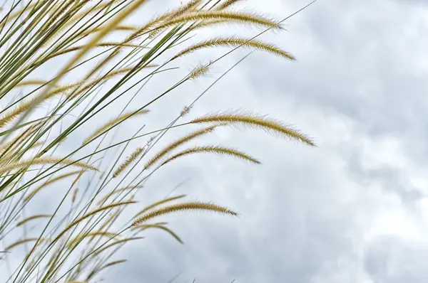 Erba erba contro il cielo — Foto Stock