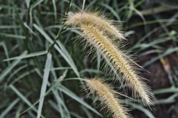 Hierba mala hierba en la naturaleza — Foto de Stock