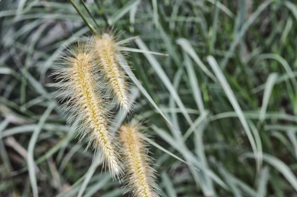 Hierba mala hierba en la naturaleza — Foto de Stock