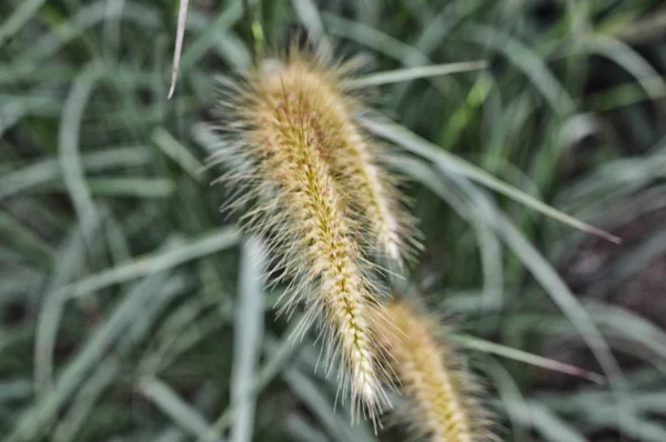 Hierba mala hierba en la naturaleza — Foto de Stock