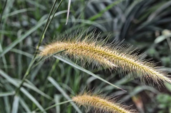 自然中的杂草草 — 图库照片