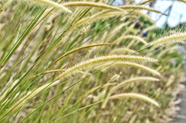 Бур'яниста трава в природі — стокове фото
