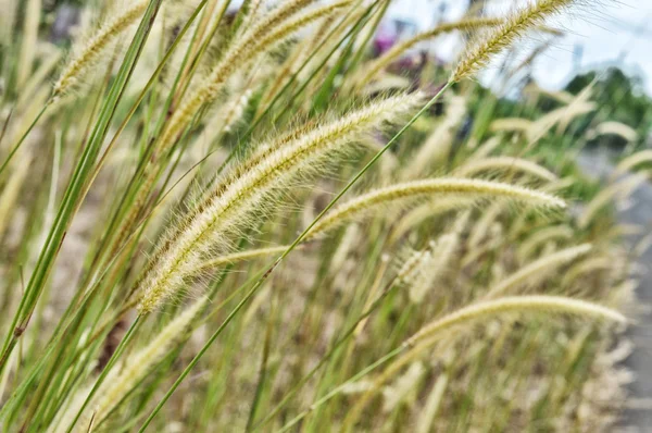 Hierba mala hierba en la naturaleza — Foto de Stock