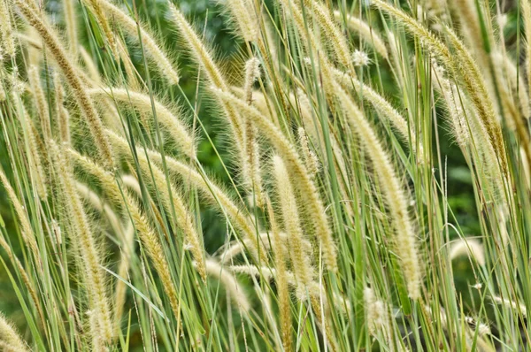 Herbe de mauvaises herbes dans la nature — Photo