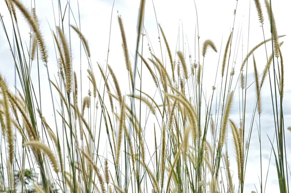 Erba erba contro il cielo — Foto Stock