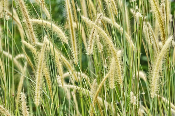 自然の中の雑草の草 — ストック写真