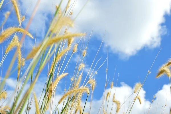 杂草草对着天空 — 图库照片