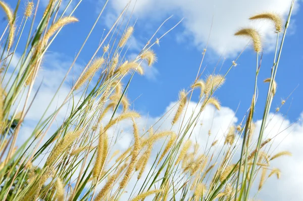 Erba erba contro il cielo — Foto Stock