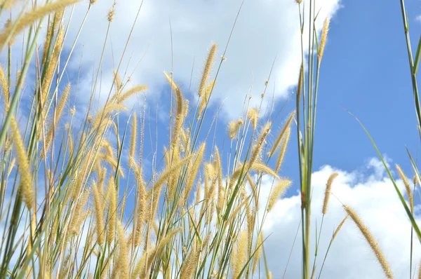 Erba erba contro il cielo — Foto Stock