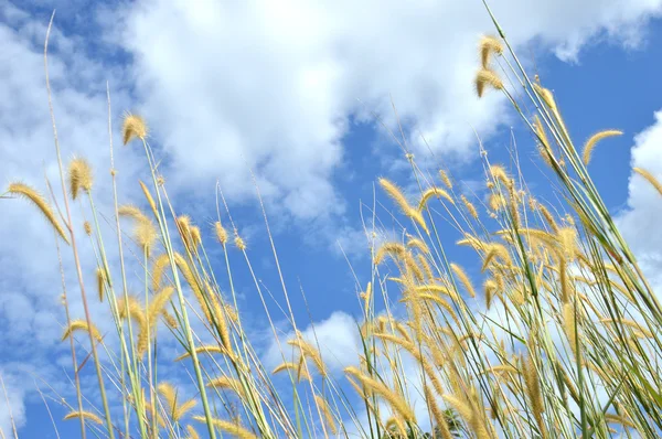 Erba erba contro il cielo — Foto Stock