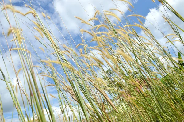 Erba erba contro il cielo — Foto Stock