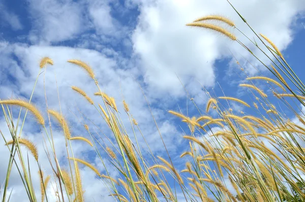 Бур'яниста трава на небі — стокове фото