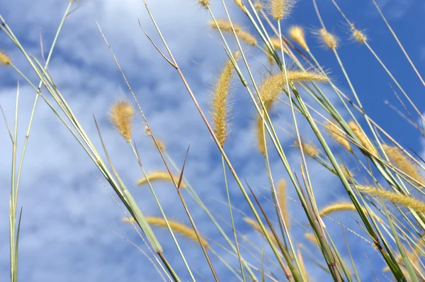 Herbe de mauvaises herbes contre le ciel — Photo