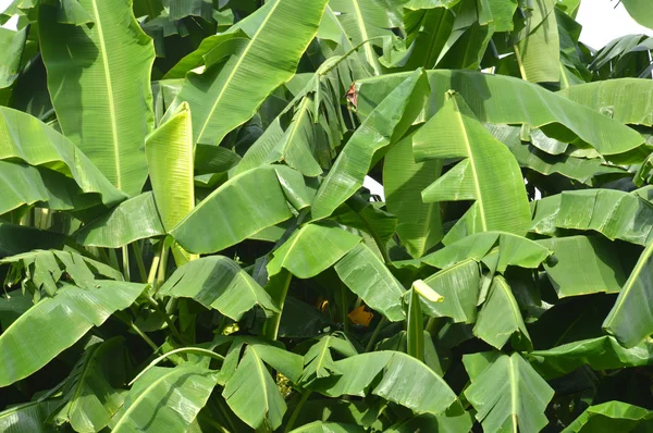 Folhas de bananeiras verdes — Fotografia de Stock