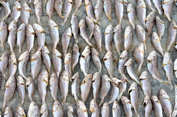 Patterns of dried fish — Stock Photo, Image