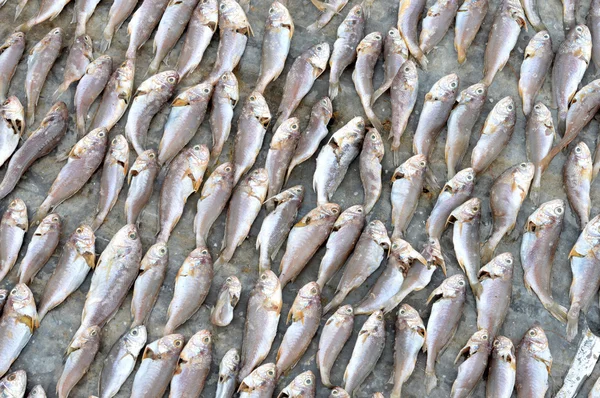 Patterns of dried fish — Stock Photo, Image