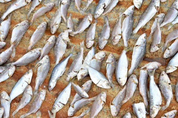 Vzorků sušených ryb — Stock fotografie