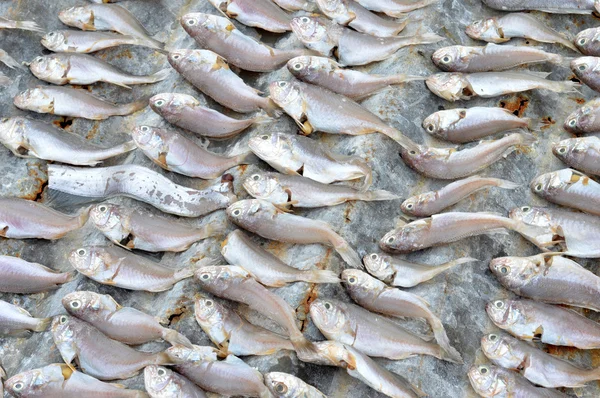 Patterns of dried fish — Stock Photo, Image