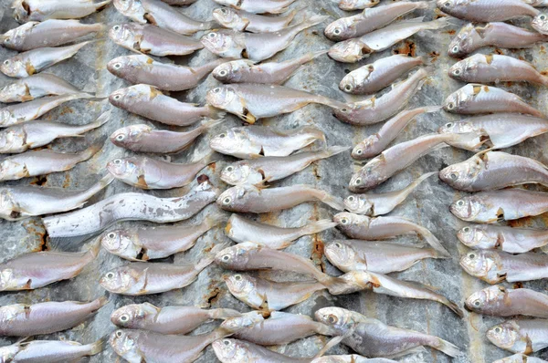 Muster von getrocknetem Fisch — Stockfoto