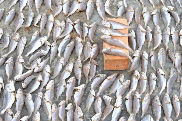 Patterns of dried fish — Stock Photo, Image