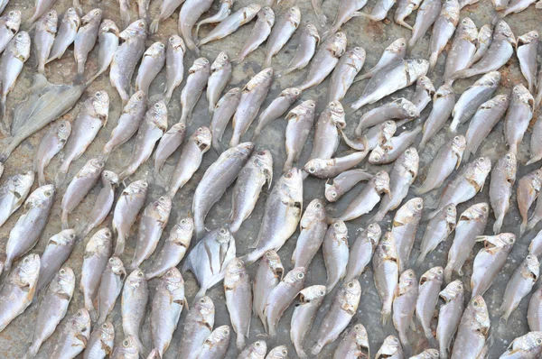 Patterns of dried fish — Stock Photo, Image