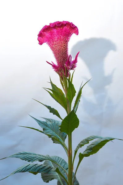 Celosia veya tepeli tavuk çiçek — Stok fotoğraf
