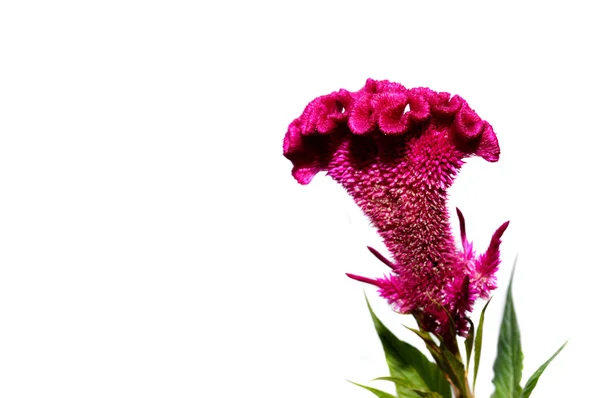 Celosia veya tepeli tavuk çiçek — Stok fotoğraf