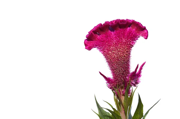 Celosia ou flor de frango com crista — Fotografia de Stock