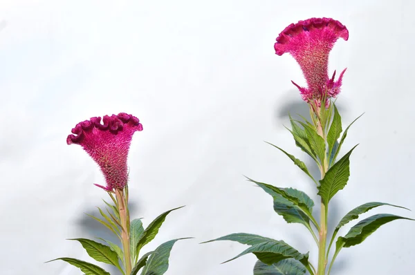 Celosia veya tepeli tavuk çiçek — Stok fotoğraf