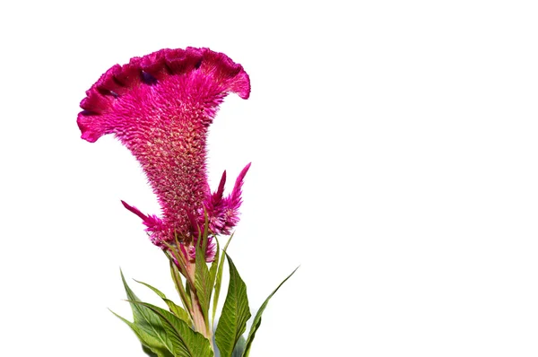 Celosia ou flor de frango com crista — Fotografia de Stock