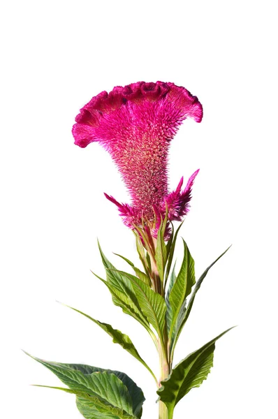 Celosia ou flor de frango com crista — Fotografia de Stock