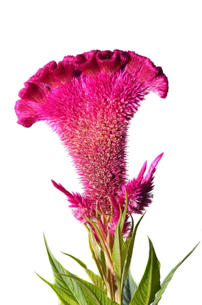 Celosia veya tepeli tavuk çiçek — Stok fotoğraf