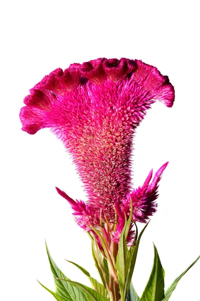 Celosia o flor de pollo de cresta — Foto de Stock