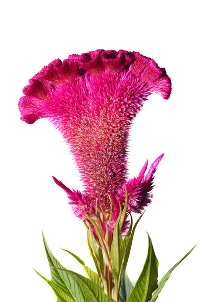 Celosia o flor de pollo de cresta — Foto de Stock