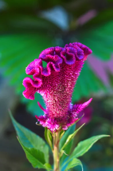 Celosia veya tepeli tavuk çiçek — Stok fotoğraf