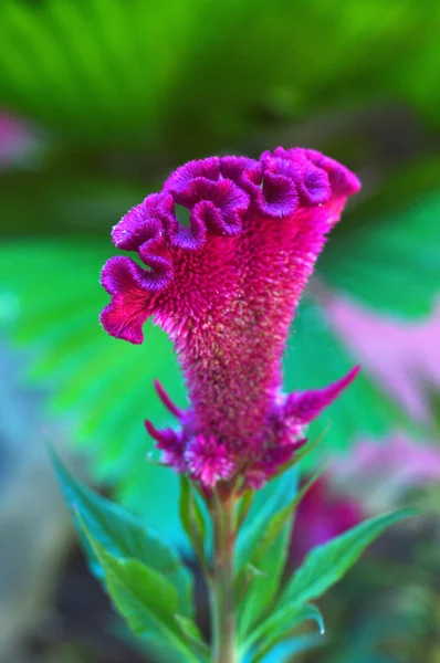 Celosia ou flor de frango com crista — Fotografia de Stock
