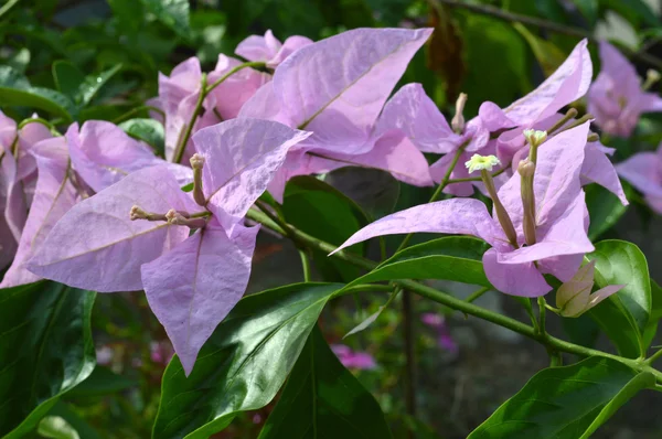 La hermosa flor de la buganvilla spectabilis —  Fotos de Stock