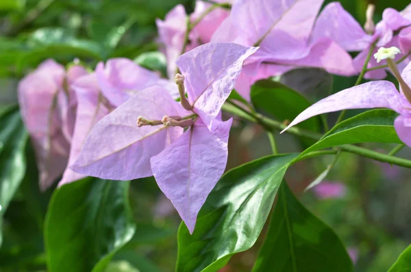 La hermosa flor de la buganvilla spectabilis — Foto de Stock