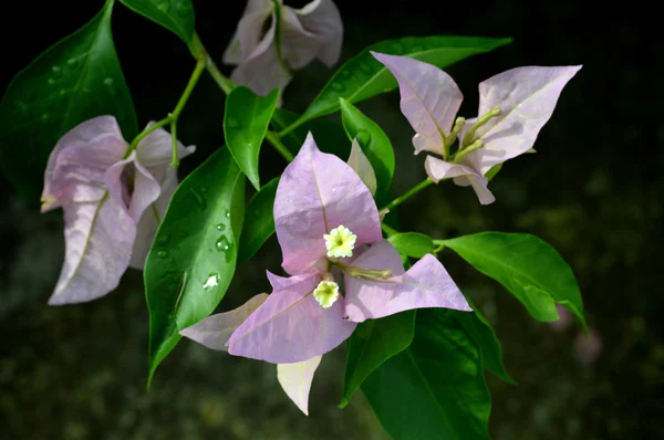 La hermosa flor de la buganvilla spectabilis — Foto de Stock