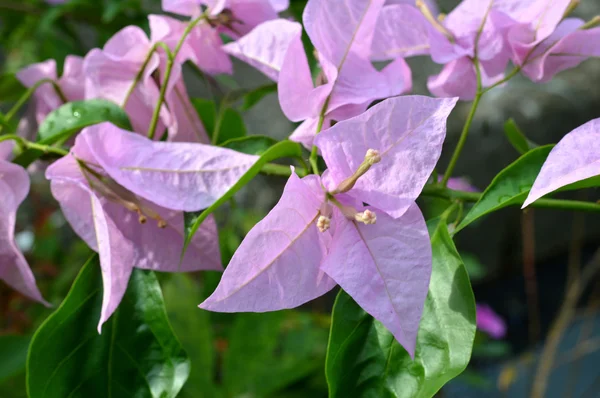 La hermosa flor de la buganvilla spectabilis — Foto de Stock