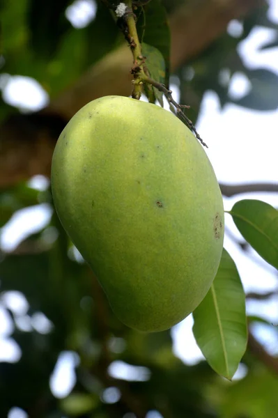 Green Mango Fruit Tree — Stock Photo, Image