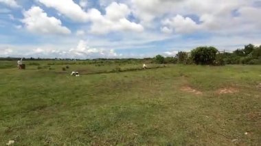 TARAKAN - INDONESIA, HAZİRAN 2020: Kuzey Kalimantan eyaletinde yarışan güvercin taraftarları tarafından takip edilen güvercin yarışı