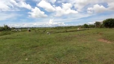 TARAKAN - INDONESIA, HAZİRAN 2020: Kuzey Kalimantan eyaletinde yarışan güvercin taraftarları tarafından takip edilen güvercin yarışı