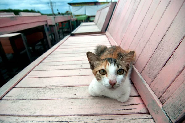 Kedi Tahta Bir Bankta Bağdaş Kurmuş Oturuyor — Stok fotoğraf